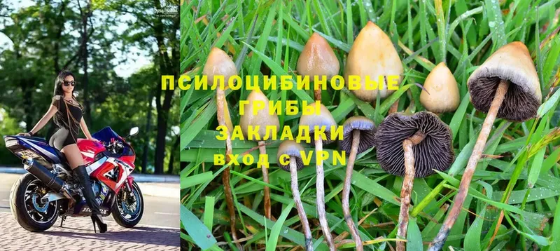 Псилоцибиновые грибы MAGIC MUSHROOMS  Нововоронеж 